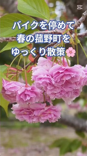 菰野町 三滝川 八重桜