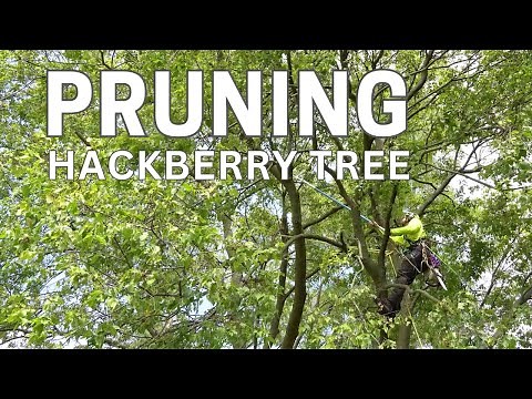 Pruning: Hackberry Tree