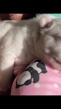 Adorable Frenchie Frenzy: Watch Our Puppies Play, Nap, and Tumble!