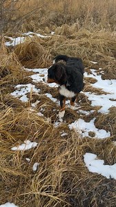 Kris and I want to thank everyone who loves this dog as much as do. We get so many messages and comments about how much Bernoulli brightens your day. it’s impossible to keep up- but we see them. Thank you! Bernoulli has been a joy each and every day and we are blessed to share him with you all. Summer and Fall are over. The long winter is upon us, but don’t worry. Winter is when Berners shine. And Bernoulli shines so very bright. | Bunsen Berner