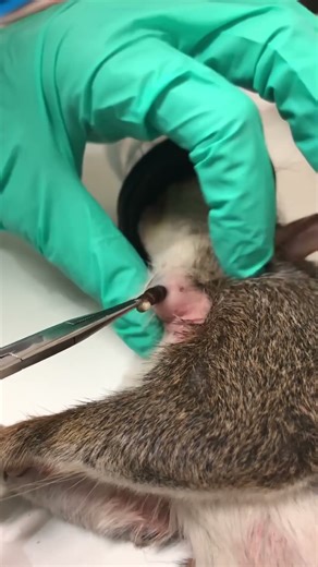 Squirrels quite often can be infected by cuterebra - the larvae of a bot fly. #animals #wildlife