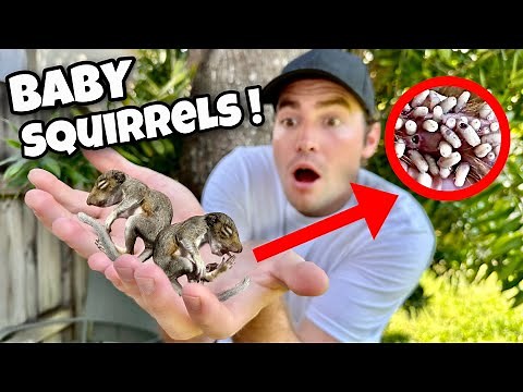 RESCUED BABY SQUIRRELS INFESTED WITH PARASITES ! WHAT HAPPENS ?!