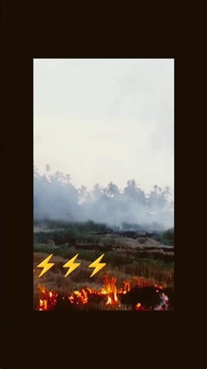 කපලා ඉවර උනාට පස්සෙ අපේ මනුස්සයන්ගේ වැඩ🤣🤣😱😋