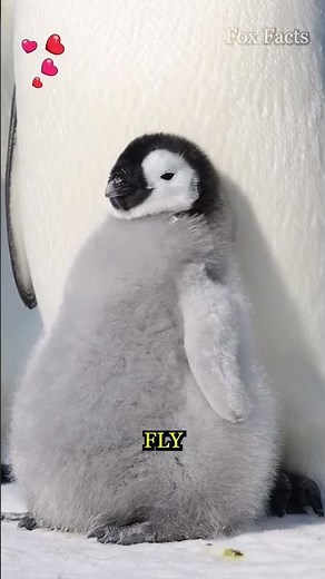 🐧 Emperor Penguin: The Giant That Can’t Fly!