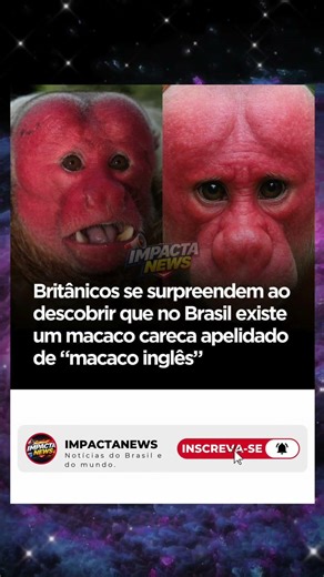 Britânicos descobrem macaco careca do Brasil 🐒