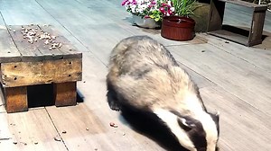 Thank goodness Mrs Lumpy returned once again, you can certainly tell she’s lost some weight. I’m thinking maybe she kept out of the way because of Smudge the new male badger. Let’s hope she’s back for good now 🙏🦡🐾🐾❤️ | Mr Lumpy & Friends.