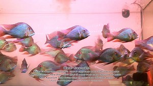 3.4K views · 81 reactions | XianLong SymBiotic Effective...