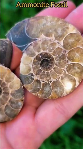 65-Million-Year-Old Ammonite Fossil | Perfectly Preserved Ancient Treasure