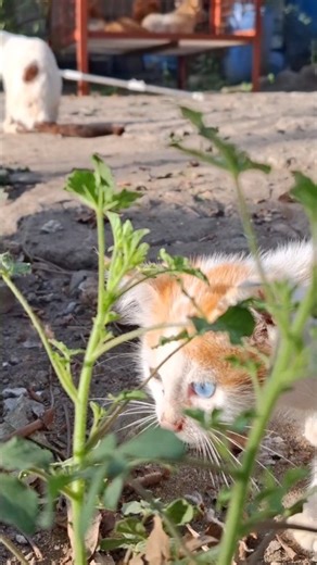 #cute #kitten practicing #stealth. #stray #cat