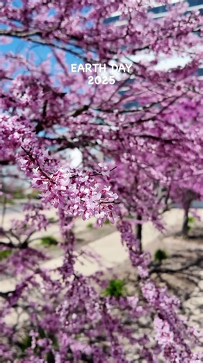 57 reactions · 4 comments | The Peoria Civic Center came together for Earth Day, making an impact by picking up our grounds, planting flowers and trees provided by Wilson Services. Every action adds up, and we’re proud to join our Legends & ASM Global family around the world to protect our planet and our community! #EarthDay #PeoriaCivicCenter #ASMGlobal #Legends | Peoria Civic Center | Facebook