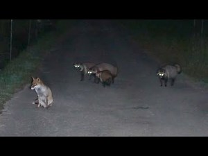キツネの背後に迫るタヌキ軍団。作戦会議もむなしく返り討ち