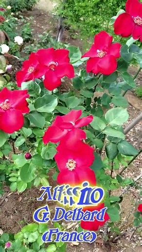Stunning roses dazzling in Japan's rose gardens.《Altissimo》G. Delbard (France)