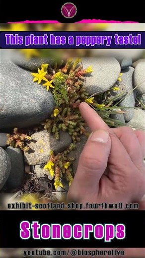 Stonecrop