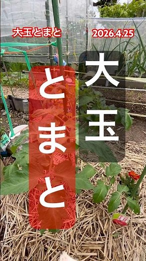 [Don't remove the side shoots on your tomatoes!] #tomato cultivation