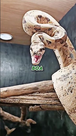 Paul Rosolie Reveals The Truth About Snakes Eating Humans!