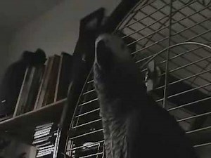 56 THE African Grey! Ruby, The Swearing Parrot X Rated Parrot 36