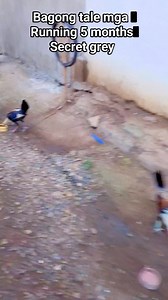 #hilightseveryonefollowerseelsfypシ゚viralvideo #greylover #highlighteveryone | Dandan Calano