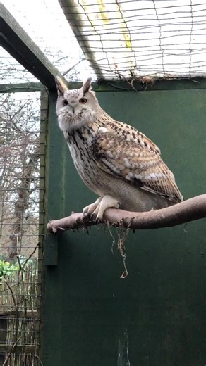 Siberian Eagle Owl Calling to Mate