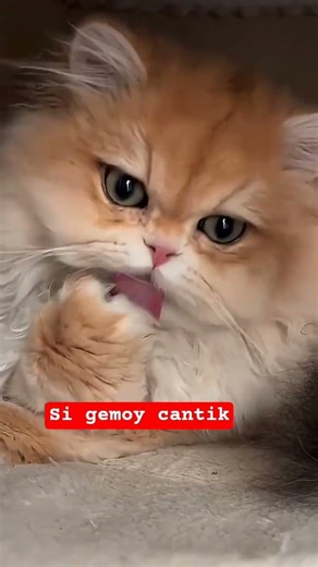 #cute #funny #funnyvideo #catshort #petshorts