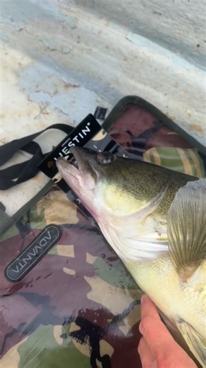 I’m aways pleased to catch a chunky Zander 😊 This 11lb 2oz zed was by first for me on a crank bait. In the past I’ve always found super slow presentation with soft plastic lures best. But…..a deep diving Westin buzzbite did the trick on this occasion 💪 #zander #lurefishing #westinfishing #buzzbite #autumn #predatorfishing | Phil Spinks