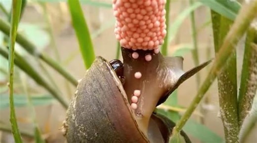 Il filmato (virale) di una lumaca che depone le uova