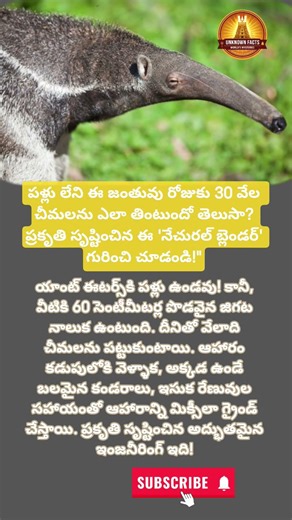 పళ్లు లేని ఈ వింత జంతువు గురించి తెలుసా? 🐜 #shorts
