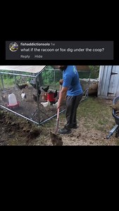 211K views · 30K reactions | If this doesn’t do it then it’s barbed wire and electric fences next #chicken #run #coup | Luke’s Goldies | Facebook