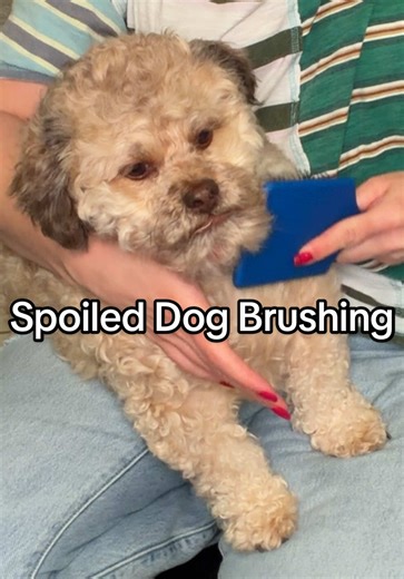 I’m trying my best y’all #doggrooming | Dog Videos