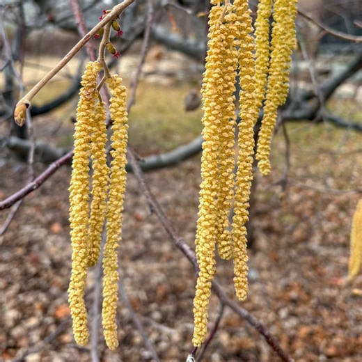 Idaho Botanical Garden | Curious about Hazelnuts? Let’s take a closer look. Hazelnut trees are wind-pollinated and monoecious, which means each tree has both male... | Instagram