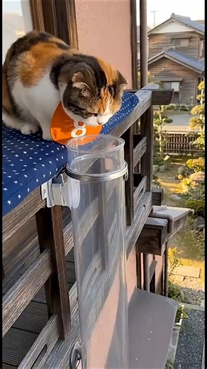 Funny Cat Prank Gone Wrong! 😱😂 Cutest Reaction Ever! 🐱