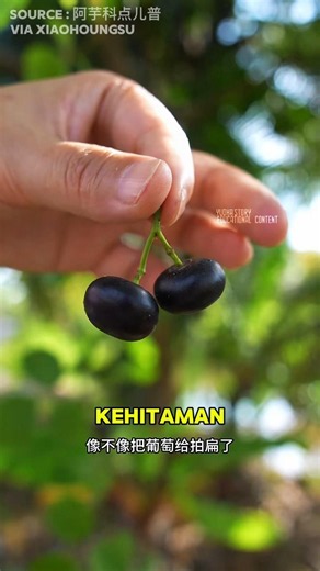 Don't Eat This Yet! This Grape-Like Fruit Is Dangerous If Raw