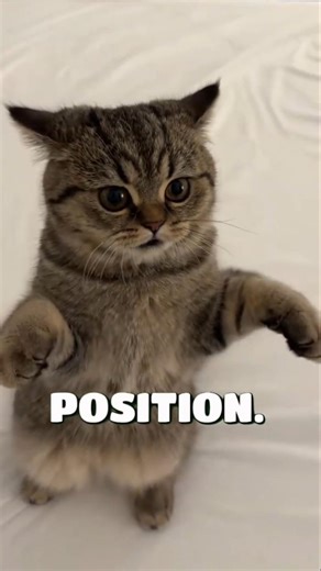 That Slow Blink Your Cat Does? It's a WARNING #AnimalSecrets #CatLife