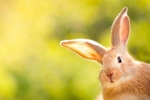 35  Easter Trivia Questions Everybunny Should Give a Try | LoveToKnow