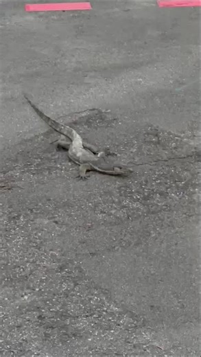 Meet the Monitor Lizard 🦎 । India । Africa । Singapore