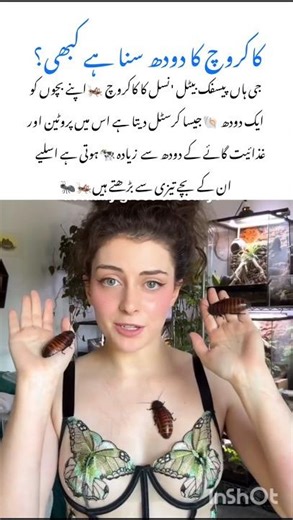 Cockroach Milk Truth amazing wildlife #cockroach #naturefacts #wildlife #nature #shorts