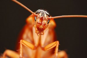 Cockroach Phobia (Blatophobia): What It Is, Causes And Symptoms. - PsychoTreat