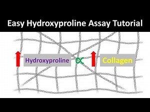 Hydroxyproline Assay Explained: The Ultimate Method to Determine Collagen Content