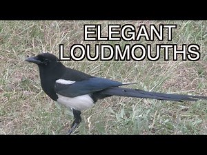 Black-billed Magpies: NARRATED