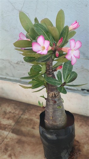 1.2K views · 24 reactions | Black adenium #adenium #SellPost #selling | Rm Adenium | Facebook