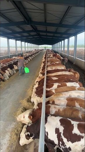 How A Modern Steel Cattle Farm Is Built | Complete Construction Process