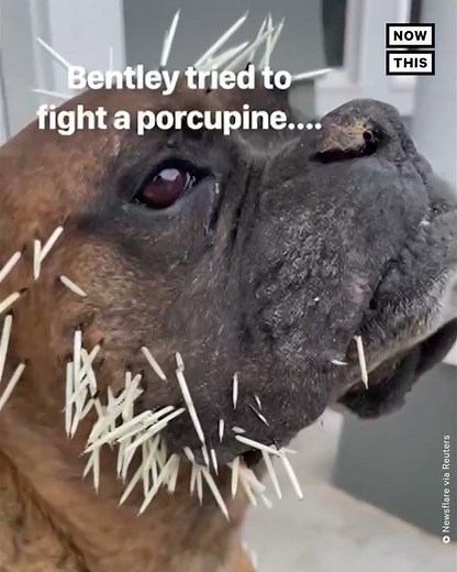 Dog Gets Face Full of Quills After Porcupine Encounter #Shorts
