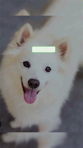 Mad Dog Comedy Show 😂 | Funniest Dog Ever – 2026 Viral Video