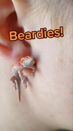 Orange Yew Curios Etsy Shop - Scaleless Bearded Dragons & More