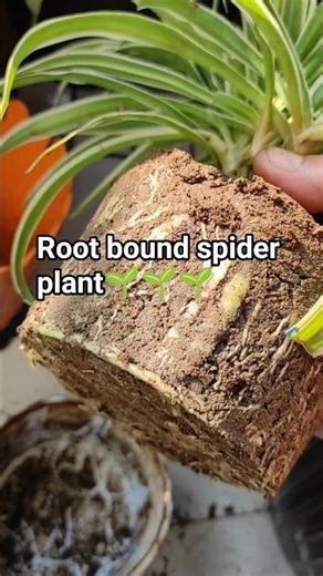 Now best time to repot your rootbound spider 🌱plant / How to care root bound spider plant #viral 🔥