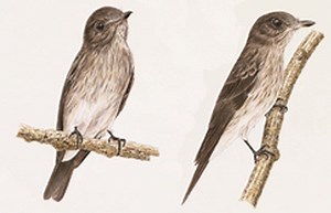 Sulawesi streaked flycatcher - Alchetron, the free social encyclopedia