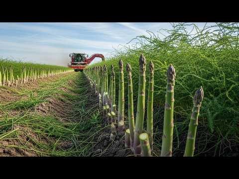 Inside U.S. Asparagus Farms – Harvesting and Processing Millions