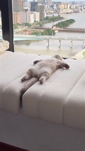 4 Surprising Facts About Cats You May Not Know