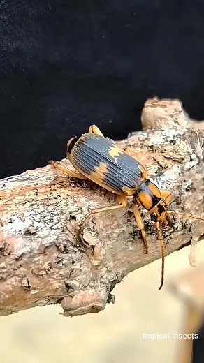 1.4K views | Aggressive Fire Ants Fight Acid Spitting Beetles  tropical insects | Tropical insects | Facebook