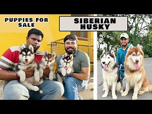 Siberian Husky சைபீரியன் ஹஸ்கி Puppies for sale | All India Delivery