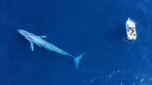 Have Blue Whales Been Mating With Other Species? Biologists Discover They Could Be